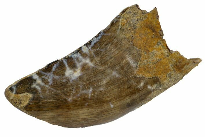 Fossil Tyrannosaur Tooth - Hell Creek Formation, Montana #176374